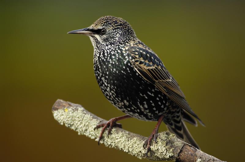 Total guide to winter garden bird spotting